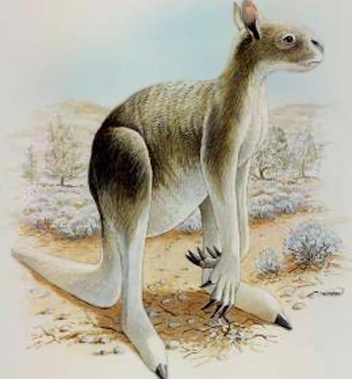 Short-faced Kangaroos